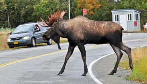 Bull Moose in Anchorage