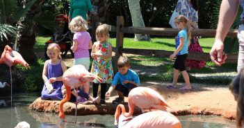 Kids feeding the flamingos at Sarasota Jungle Gardens