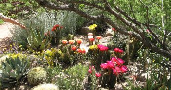 Awesome Blossoms and Happy Trails: Head Out on a Hunt for Colorful Blooms in Mesa