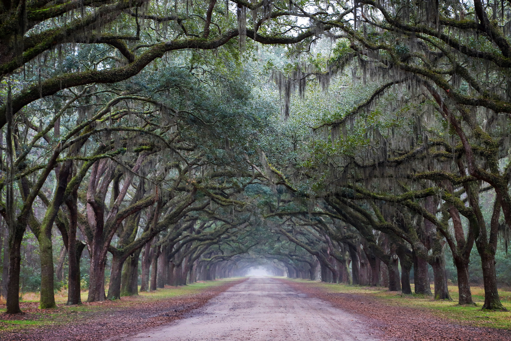 The Wormsloe Historic Site informally known as Wormsloe Plantation is a sta...