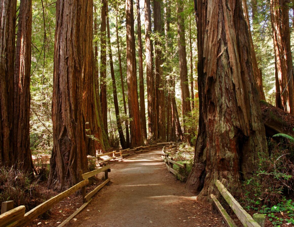 Muir Woods is a short drive outside San Francisco.